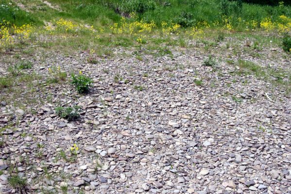 Voľa, 30.4.2014
Meandry Laborce - štěrkový náplav.



Mots-clés: Voľa řeka Laborec Zorochros dermestoides meridionalis quadriguttatus