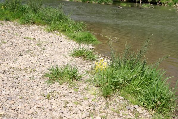 Voľa, 30.4.2014
Meandry Laborce - štěrkový náplav.



Klíčová slova: Voľa řeka Laborec Zorochros dermestoides quadriguttatus