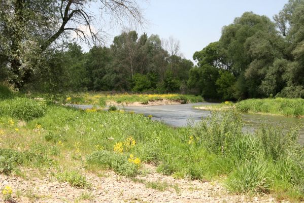 Voľa, 30.4.2014
Meandry Laborce.



Mots-clés: Voľa řeka Laborec Zorochros dermestoides meridionalis quadriguttatus