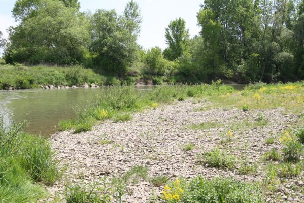 Voľa, 30.4.2014
Meandry Laborce - štěrkový náplav.



Klíčová slova: Voľa řeka Laborec Zorochros dermestoides meridionalis quadriguttatus