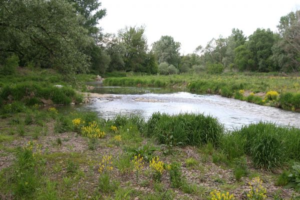 Voľa, 30.4.2014
Meandry Laborce.


Mots-clés: Voľa řeka Laborec Zorochros dermestoides meridionalis quadriguttatus