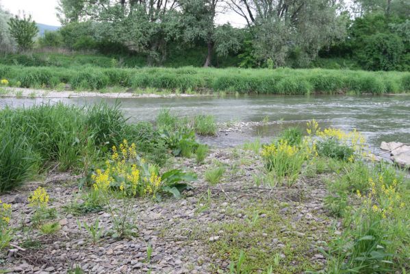 Voľa, 30.4.2014
Meandry Laborce.



Klíčová slova: Voľa řeka Laborec Zorochros dermestoides