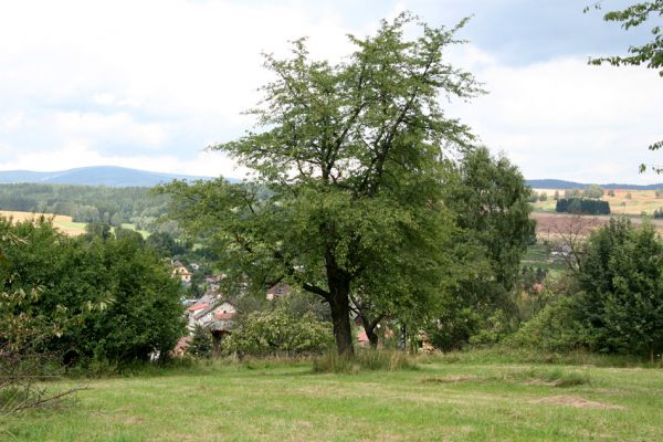 Volanov, 14.8.2009
Stará třešňovka nad Volanovem u cesty na Oblanov. Výskyt Anthaxia candens nezjištěn. 
Schlüsselwörter: Volanov Oblanov