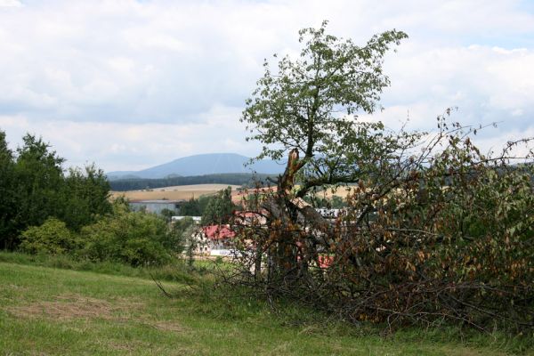 Volanov, 14.8.2009
Stará třešňovka nad Volanovem u cesty na Oblanov. Výskyt Anthaxia candens nezjištěn. V pozadí Krkonoše - Černá hora.
Keywords: Volanov Oblanov Krkonoše Černá hora