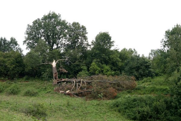 Volanov, 14.8.2009
Mohutný kmen lípy rozlomený vichrem v údolí západně od obce Volanov.
Klíčová slova: Volanov