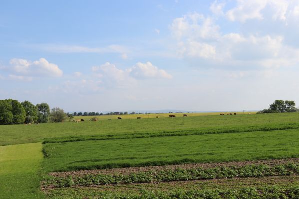 Voleč, 18.5.2019
Pohled na horní pastvinu.
Klíčová slova: Voleč horní pastvina