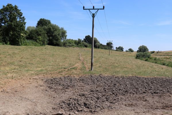 Voleč, 29.6.2019
Dolní pastvina.
Schlüsselwörter: Voleč dolní pastvina