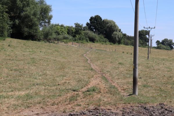 Voleč, 29.6.2019
Dolní pastvina.
Schlüsselwörter: Voleč dolní pastvina