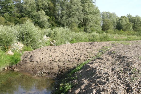 Volica, 5.7.2014
Meandry Laborce - písčitý náplav.



Klíčová slova: Volica řeka Laborec Zorochros quadriguttatus