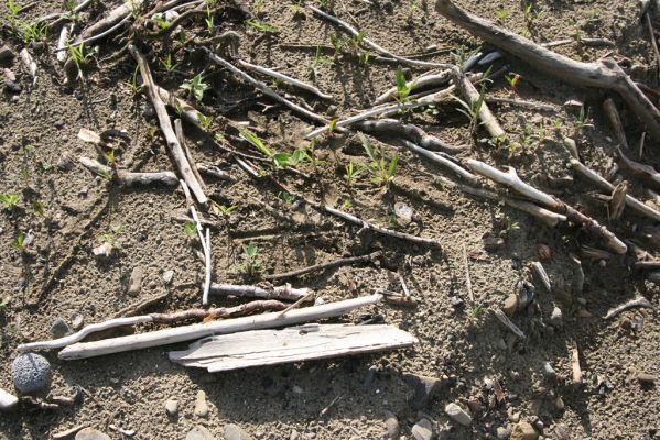 Volica, 5.7.2014
Meandry Laborce - biotop kovaříka Zorochros quadriguttatus.



Klíčová slova: Volica řeka Laborec Zorochros quadriguttatus