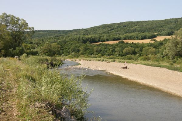 Volica, 5.7.2014
Meandry Laborce.



Klíčová slova: Volica řeka Laborec Zorochros guadriguttatus