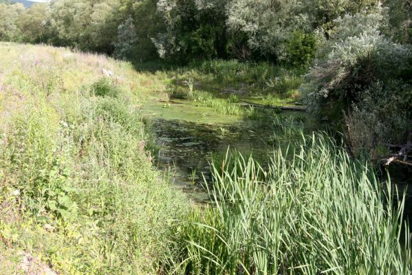 Volica, 5.7.2014
Meandry Laborce - rameno odříznuté regulační hrází od řeky.



Klíčová slova: Volica řeka Laborec