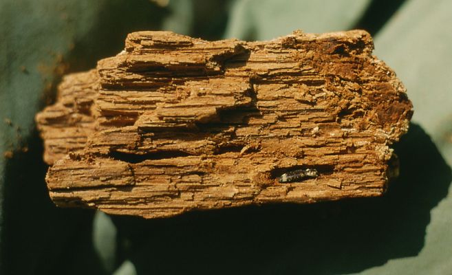 Voznica, 13.10.2001
Richnava, vrch Kojatín. Kovařík Lacon querceus v kukelní kolébce.
Klíčová slova: Voznica Richnava vrch Kojatín Lacon querceus