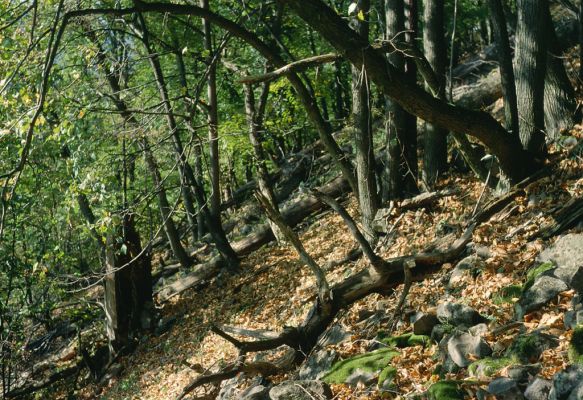 Voznica, 13.10.2001
Richnava, vrch Kojatín.
Klíčová slova: Voznica Richnava vrch Kojatín Ampedus quadrisignatus