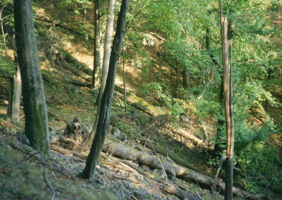 Voznica, 13.10.2001
Richnava, suťové lesy na vrchu Kojatín.
Keywords: Voznica Richnava Kojatín Ampedus quadrisignatus