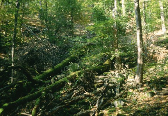 Voznica, 13.10.2001
Richnava, suťové lesy na vrchu Kojatín.
Klíčová slova: Voznica Richnava Kojatín