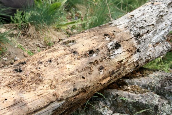 Štiavnické vrchy, Voznica env., 18.5.2015
Trouchnivý kmen borovice na lesostepní formaci na jižním svahu mezi vrchy Ferencky a Kojatín - biotop potemníků Menephilus cylindricus.



Klíčová slova: Štiavnické vrchy Voznica vrch Ferencky Kojatín Menephilus cylindricus