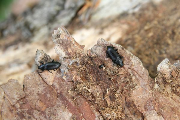 Štiavnické vrchy, Voznica env., 18.5.2015
Lesostepní formace na jižním svahu mezi vrchy Ferencky a Kojatín. Potemník Menephilus cylindricus.



Klíčová slova: Štiavnické vrchy Voznica vrch Ferencky Kojatín Menephilus cylindricus