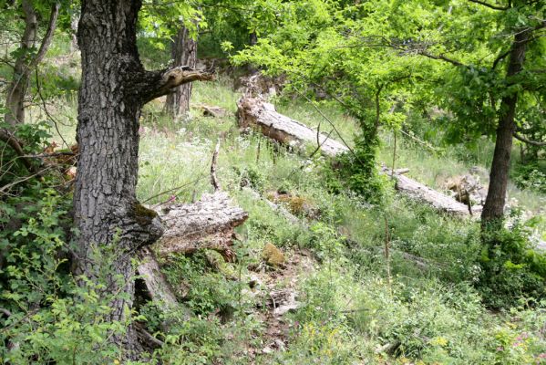 Štiavnické vrchy, Voznica env., 18.5.2015
Lesostepní formace na jižním svahu mezi vrchy Ferencky a Kojatín.



Klíčová slova: Štiavnické vrchy Voznica vrch Ferencky Kojatín Menephilus cylindricus
