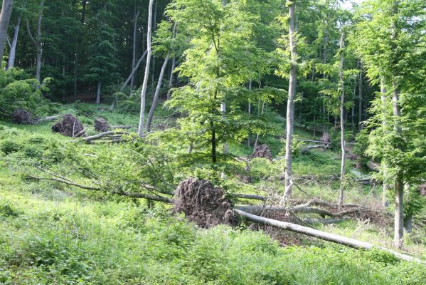 Štiavnické vrchy, Voznica env., 18.5.2015
Vrch Ferencky - větrný polom.



Klíčová slova: Voznica Štiavnické vrchy vrch Ferencky Melasis buprestoides Athous haemorrhoidalis subfuscus Dalopius marginatusvittatus