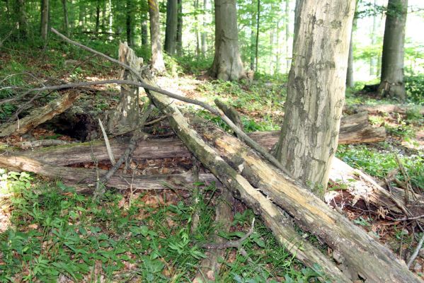 Štiavnické vrchy, Voznica env., 18.5.2015
Vrch Ferencky - trouchnivé dřevo habru s požerky dřevomila Melasis buprestoides, osídlené kovaříky Hypoganus inunctus.



Klíčová slova: Voznica Štiavnické vrchy vrch Ferencky Hypoganus inunctus Melasis buprestoides