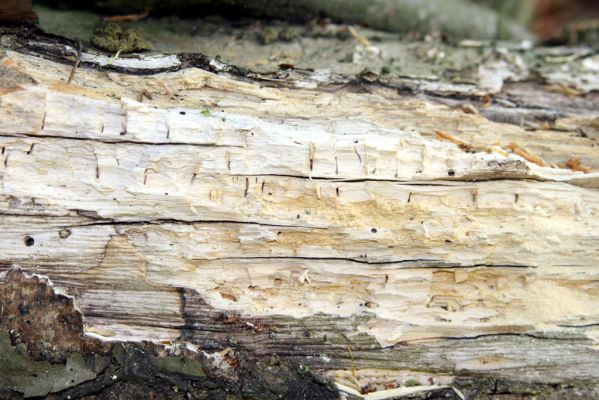 Štiavnické vrchy, Voznica env., 18.5.2015
Vrch Ferencky - trouchnivé dřevo habru s požerky dřevomila Melasis buprestoides.
Klíčová slova: Voznica Štiavnické vrchy vrch Ferencky Melasis buprestoides