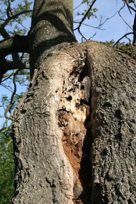 Žarnovica, 18.5.2015
Dutý jasan u silnice z Žarnovice do Voznice osídlený kovaříky Stenagostus rhombeus.


Keywords: Žarnovica Voznica Stenagostus rhombeus