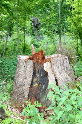 Voznica, 18.5.2015
Trouchnivějící dubový pařez ve zbytku starého porostu na svahu u Hronu nad silnicí na Žarnovici, osídlený kovaříky Ampedus cardinalis, A. hjorti a A. praeustus.



Mots-clés: Voznica Ampedus cardinalis hjorti praeustus