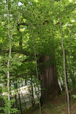 Voznica, 18.5.2015
Dub ve zbytku starého porostu na svahu u Hronu nad silnicí na Žarnovici.


Klíčová slova: Voznica