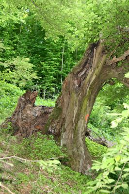 Voznica, 18.5.2015
Habr ve zbytku starého porostu na svahu u Hronu nad silnicí na Žarnovici.



Klíčová slova: Voznica