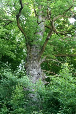 Voznica, 18.5.2015
Dub ve zbytku starého porostu na svahu u Hronu nad silnicí na Žarnovici.


Schlüsselwörter: Voznica