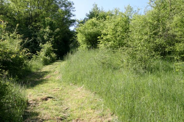 Voznica, 18.5.2015
Cesta od Hronu na lesostepní formace na svazích nad obcí.


Klíčová slova: Voznica lesostep Cidnopus pilosus