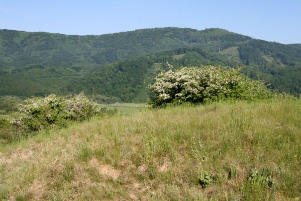 Voznica, 18.5.2015
Lesostepní formace nad obcí.



Klíčová slova: Voznica lesostep Agrypnus murinus Cidnopus pilosus Selatosomus latus