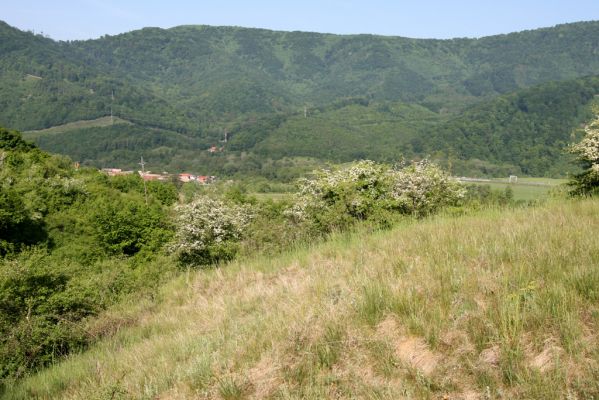 Voznica, 18.5.2015
Lesostepní formace nad obcí.



Klíčová slova: Voznica lesostep Agrypnus murinus Cidnopus pilosus Selatosomus latus