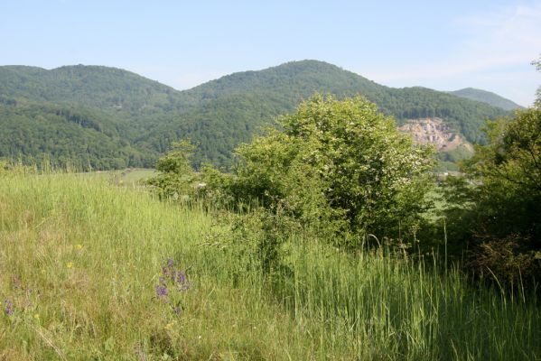 Voznica, 18.5.2015
Lesostepní formace nad obcí.


Klíčová slova: Voznica lesostep Agrypnus murinus Cidnopus pilosus Selatosomus latus