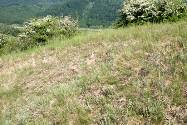 Voznica, 18.5.2015
Lesostepní formace nad obcí.
Klíčová slova: Voznica lesostep Agrypnus murinus Cidnopus pilosus Selatosomus latus