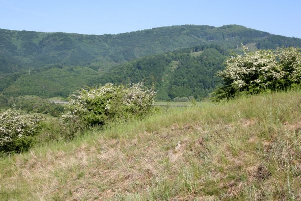 Voznica, 18.5.2015
Lesostepní formace nad obcí.


Mots-clés: Voznica lesostep Agrypnus murinus Cidnopus pilosus Selatosomus latus