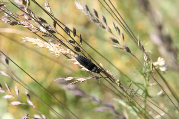 Voznica, 18.5.2015
Kosené louky nad obcí - biotop kovaříka Melanotus punctolineatus.



Klíčová slova: Voznica lesostep Melanotus punctolineatus