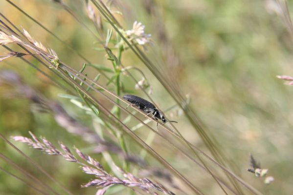 Voznica, 18.5.2015
Kosené louky nad obcí - kovařík Melanotus punctolineatus.


Klíčová slova: Voznica lesostep Melanotus punctolineatus