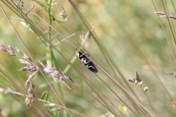 Voznica, 18.5.2015
Kosené louky nad obcí - kovařík Melanotus punctolineatus.


Klíčová slova: Voznica lesostep Melanotus punctolineatus