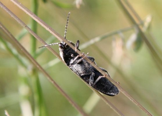 Voznica, 18.5.2015
Kosené louky nad obcí - kovařík Melanotus punctolineatus.



Klíčová slova: Voznica lesostep Melanotus punctolineatus