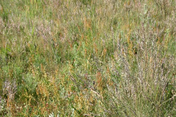 Voznica, 18.5.2015
Kosené louky nad obcí - biotop kovaříka Melanotus punctolineatus.



Klíčová slova: Voznica Melanotus punctolineatus