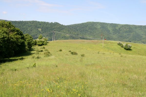 Voznica, 18.5.2015
Kosené louky nad obcí - biotop kovaříka Melanotus punctolineatus.



Klíčová slova: Voznica lesostep Melanotus punctolineatus