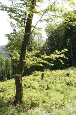 Štiavnické vrchy, Voznica env., 18.5.2015
Holoseč na východním hřbetu vrchu Ferencky.



Klíčová slova: Štiavnické vrchy Voznica vrch Ferencky Žarnovica Brachygonus bouyoni Melanotus villosus