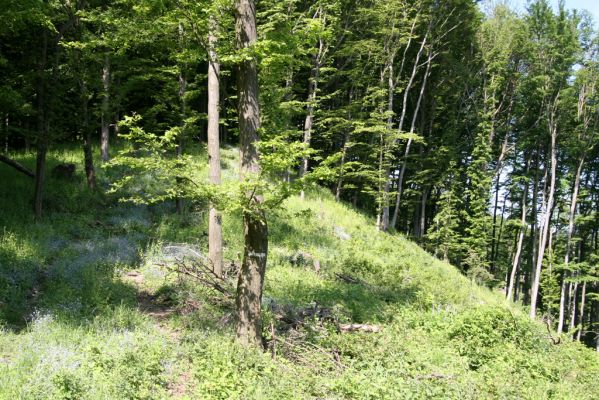 Štiavnické vrchy, Voznica env., 18.5.2015
Holoseč na východním hřbetu vrchu Ferencky.



Klíčová slova: Štiavnické vrchy Voznica vrch Ferencky Brachygonus bouyoni Melanotus villosus