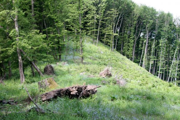 Štiavnické vrchy, Voznica env., 18.5.2015
Holoseč na východním hřbetu vrchu Ferencky.



Klíčová slova: Štiavnické vrchy Voznica vrch Ferencky Brachygonus bouyoni
