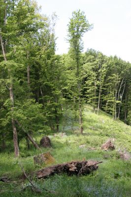 Štiavnické vrchy, Voznica env., 18.5.2015
Holoseč na východním hřbetu vrchu Ferencky.



Klíčová slova: Štiavnické vrchy Voznica vrch Ferencky Brachygonus bouyoni Anostirus purpureus Melanotus villosus Ampedus pomorum Denticollis linearis