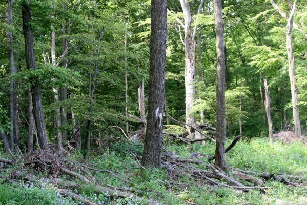 Štiavnické vrchy, Voznica env., 18.5.2015
Zalesněný hřbet mezi vrchy Ferencky a Kojatín.



Klíčová slova: Štiavnické vrchy Voznica vrch Ferencky Kojatín