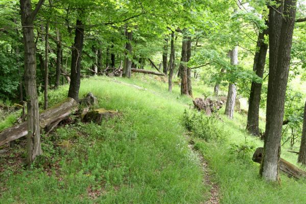 Štiavnické vrchy, Voznica env., 18.5.2015
Zalesněný hřbet mezi vrchy Ferencky a Kojatín.



Klíčová slova: Štiavnické vrchy Voznica vrch Ferencky Kojatín