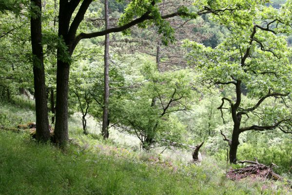 Štiavnické vrchy, Voznica env., 18.5.2015
Lesostepní formace na jižním svahu mezi vrchy Ferencky a Kojatín.



Klíčová slova: Štiavnické vrchy Voznica vrch Ferencky Kojatín